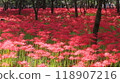 2024　10/2　Kinchakuda red spider lilies in full bloom 118907216