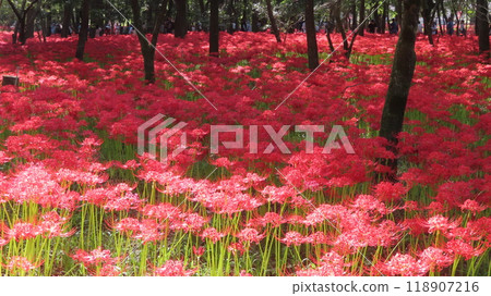 2024　10/2　Kinchakuda red spider lilies in full bloom 118907216