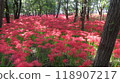 2024　10/2　Kinchakuda red spider lilies in full bloom 118907217