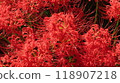 2024　10/2　Kinchakuda red spider lilies in full bloom 118907218