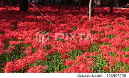 2024　10/2　Kinchakuda　Manjushage 118907266