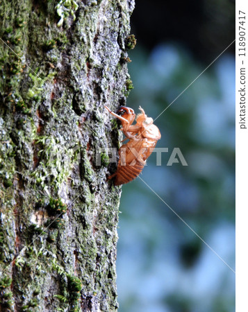 Cicada shell 118907417