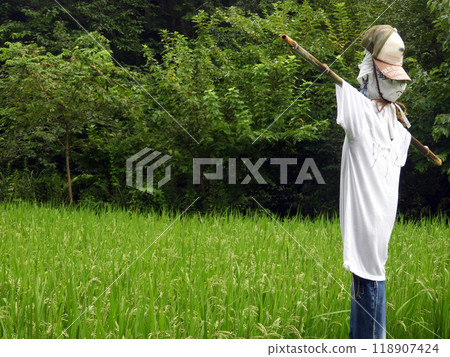 Rice field and scarecrow Rice field and scarecrow 118907424
