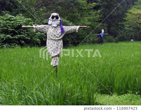 Rice field and scarecrow 118907425