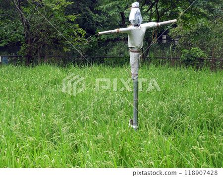 稻田和稻草人 118907428