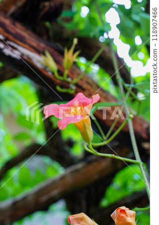 新手kazura的花 118907466