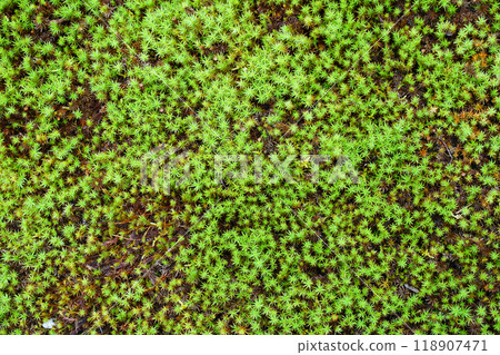 Moss 118907471