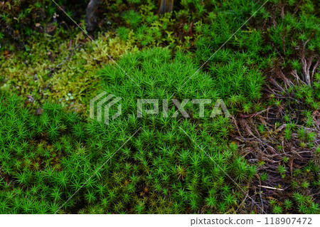 Moss garden 118907472