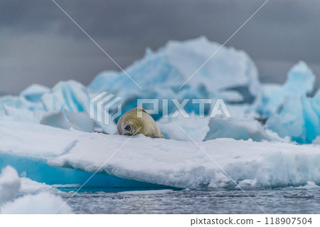Crabeater Seal resting on a sheet of ice 118907504