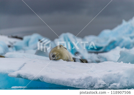 Crabeater Seal resting on a sheet of ice 118907506