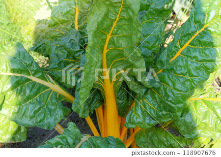 Beet growing in cottage garden. Leaf of mangold in farming. Harvesting. Growing beetroot at farmland. Beet growing in cottage garden. Leaf of mangold in farming. Harvesting. Growing beetroot at farmland. 118907676
