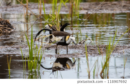 Pheasant-tailed Jacama on the ground animal portrait. 118907692