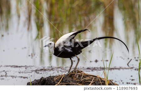 Pheasant-tailed Jacama on the ground animal portrait. 118907693