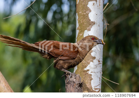 Andaman coucal close up shot animal portrait. 118907694