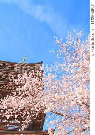 Scenery of the five-story pagoda and cherry blossoms at Kakuozan Nittaiji Temple, Nagoya City, Aichi Prefecture Scenery of the five-story pagoda and cherry blossoms at Kakuozan Nittaiji Temple, Nagoya City, Aichi Prefecture 118908097