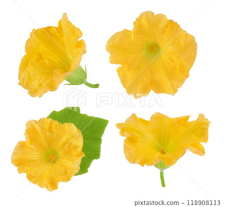 Yellow pumpkin or zucchini flower isolated on a white background. 118908113