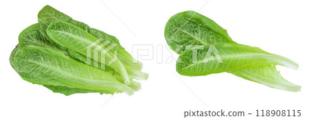 fresh roman cos lettuce isolated on a white background. Top view. Flat lay 118908115