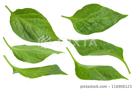 Sweet pepper leaf closeup isolated on white background Sweet pepper leaf closeup isolated on white background 118908123