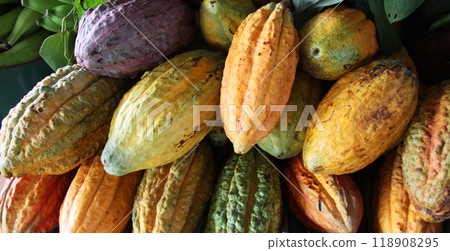 亞馬遜可可果 亞馬遜可可果 118908295