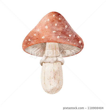 Mushroom amanita watercolor, poisonous toadstool. Autumn hand drawn illustration on white background. Clip art for design of postcards, posters, dishes, clothes, packaging, labels 118908484