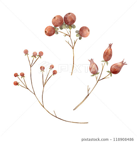 Berries on a branch watercolor rose hips, cranberries. Christmas illustration isolated on white background. Autumn clip art for design of postcards, New Year invitations, dishes, clothes, invitations Berries on a branch watercolor rose hips, cranberries. Christmas illustration isolated on white background. Autumn clip art for design of postcards, New Year invitations, dishes, clothes, invitations 118908486