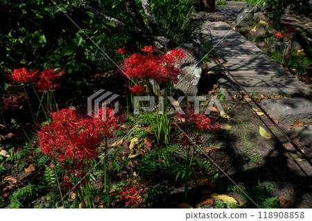 鎌倉秀寺的群集孤挺花 鎌倉秀寺的群集孤挺花 118908858