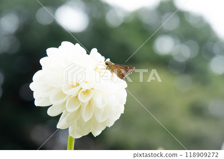 Dahlias and the cetacean butterfly Dahlias and the cetacean butterfly 118909272