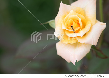 Roses and bees Roses and bees 118909273