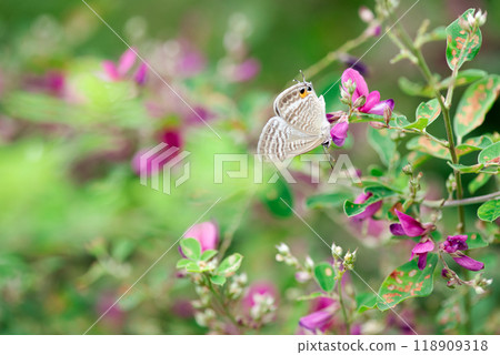 Butterflies perching on pink flowers Butterflies perching on pink flowers 118909318