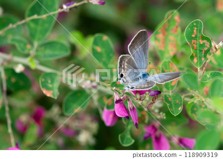 A male lycaenid butterfly resting on a pink flower A male lycaenid butterfly resting on a pink flower 118909319