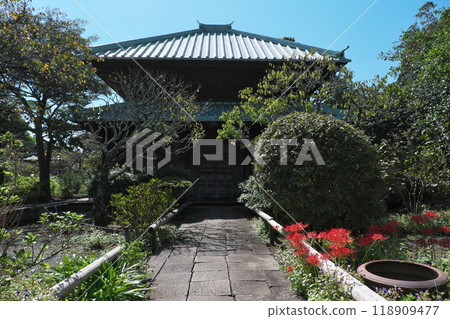 鎌倉永勝寺的佛堂和紅蜘蛛百合 鎌倉永勝寺的佛堂和紅蜘蛛百合 118909477