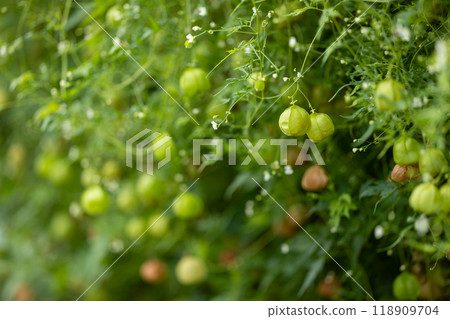 富森克魯茲 118909704