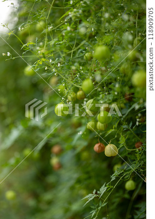 富森克魯茲 富森克魯茲 118909705