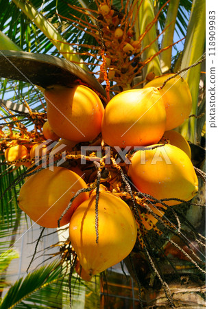 Close-up of coconuts on palm tree branches in bright sunlight. 118909983
