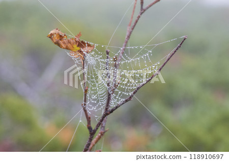 天然珠寶 118910697