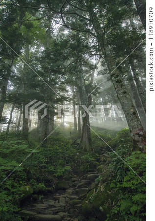 Morning in the Forest 118910709