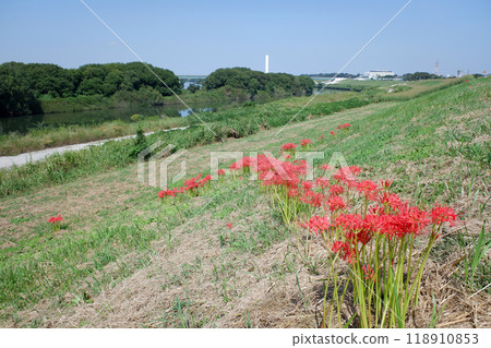 千葉縣流山市、江戶川和堤壩上的紅蜘蛛百合 千葉縣流山市、江戶川和堤壩上的紅蜘蛛百合 118910853