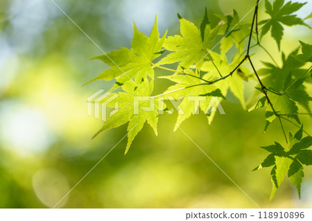 Fresh green maple trees bathed in sunlight. 118910896
