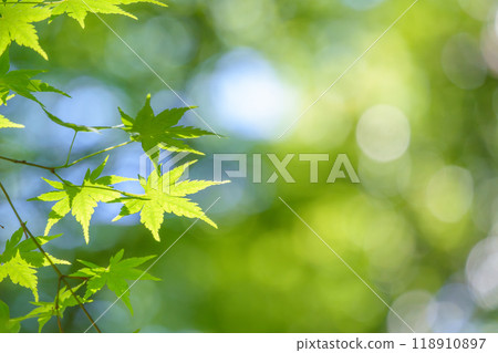 Fresh green maple trees bathed in sunlight. 118910897