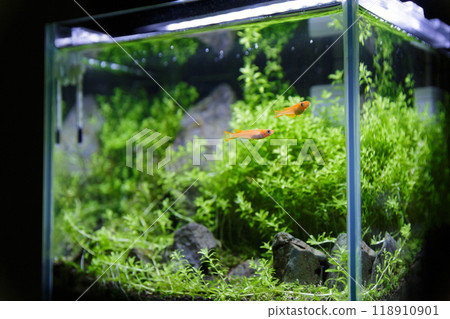 Yang Guifei killifish breeding tank 118910901