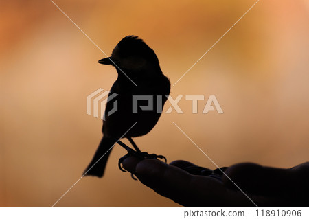手上一隻小鳥(山雀)的剪影 手上一隻小鳥(山雀)的剪影 118910906