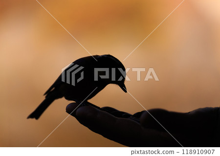 Silhouette of a small bird (varied tit) on a hand 118910907