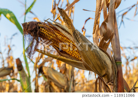 A close-up view of a ripe corn cob attached to a dried stalk, surrounded by a golden field during the autumn harvest season with clear skies above A close-up view of a ripe corn cob attached to a dried stalk, surrounded by a golden field during the autumn harvest season with clear skies above 118911066