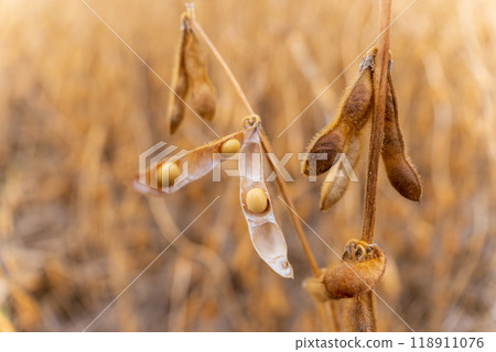Ripened soybean pods are clustered on plants, showcasing the rich colors and textures under the warm glow of late afternoon sunlight in a field Ripened soybean pods are clustered on plants, showcasing the rich colors and textures under the warm glow of late afternoon sunlight in a field 118911076
