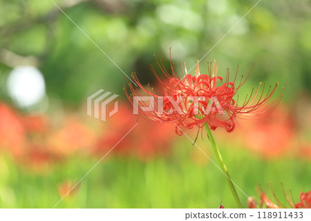 Higan Hana, Fuchu City Local Forest Museum, Tokyo 118911433