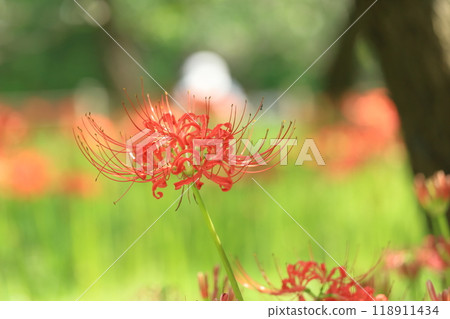 Higan Hana, Fuchu City Local Forest Museum, Tokyo 118911434