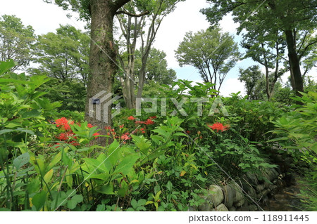 Higan Hana, Fuchu City Local Forest Museum, Tokyo Higan Hana, Fuchu City Local Forest Museum, Tokyo 118911445