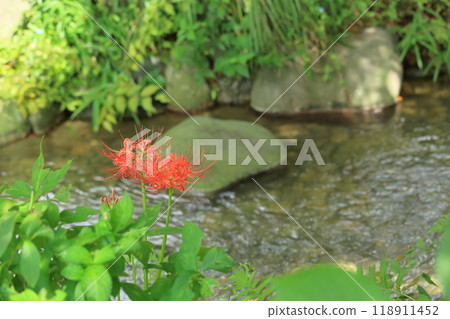 Higan Hana, Fuchu City Local Forest Museum, Tokyo Higan Hana, Fuchu City Local Forest Museum, Tokyo 118911452