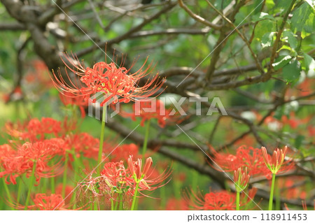 Higan Hana, Fuchu City Local Forest Museum, Tokyo 118911453