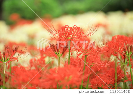 Higan Hana, Fuchu City Local Forest Museum, Tokyo 118911468